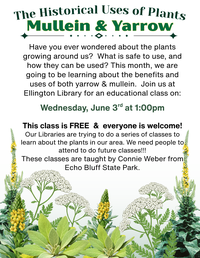 Historical Uses of Plants Class at Ellington Library: Yarrow & Mullein