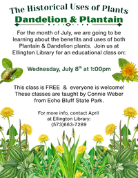 Historical Uses of Plants Program at Ellington Library: Dandelion & Plantain