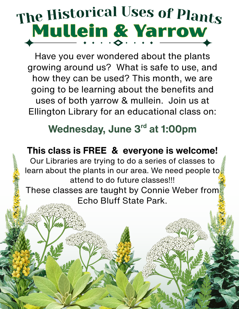 Join us on Wednesday, June 3rd at Ellington Library at 1:00pm to learn about local plants.  This program focuses on mullein and yarrow.   
